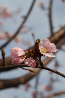 Sakura, JPG Sakura, JPG