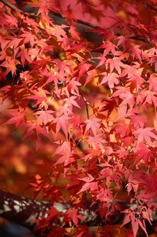 紅葉 紅葉の写真