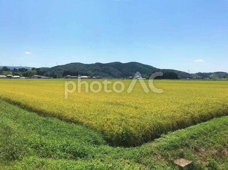 田園風景２５ 田園風景,田んぼ,田の写真素材
