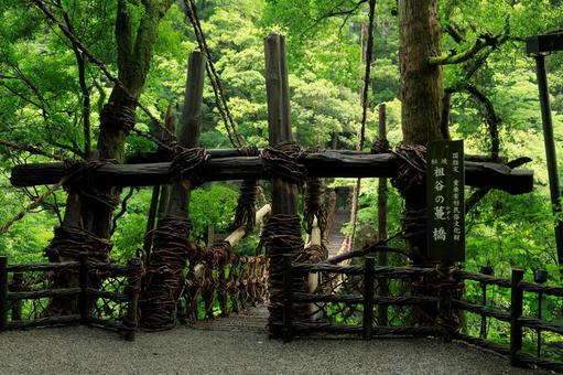 徳島県三好市 雨に濡れる祖谷のかずら橋 祖谷渓,祖谷,いやの写真素材