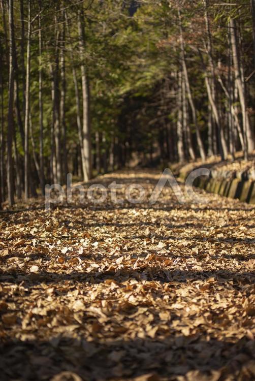 秋の落ち葉が敷き詰められた道 秋,森,林の写真素材