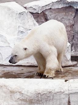 ホッキョクグマ ホッキョクグマ,白熊,シロクマの写真素材