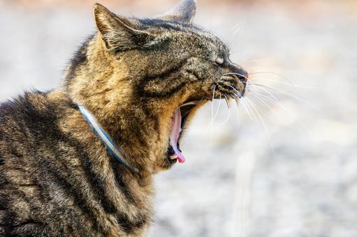 猫(295) 猫,食肉目,ネコ科の写真素材