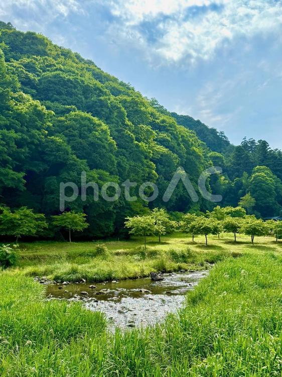 田舎の山と小川 新緑,森林,川のせせらぎの写真素材
