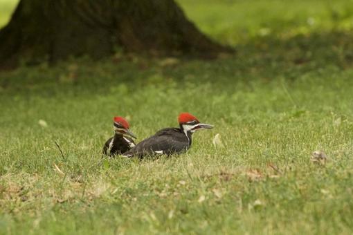 Crested Woodpecker, JPG Crested Woodpecker, JPG