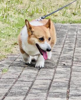 Corgi, JPG