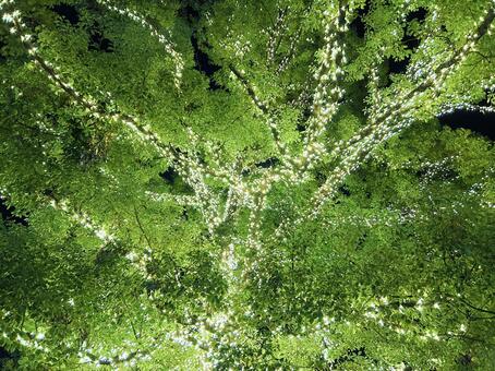 ライトアップされた木 ライトアップ,夜,電飾の写真素材