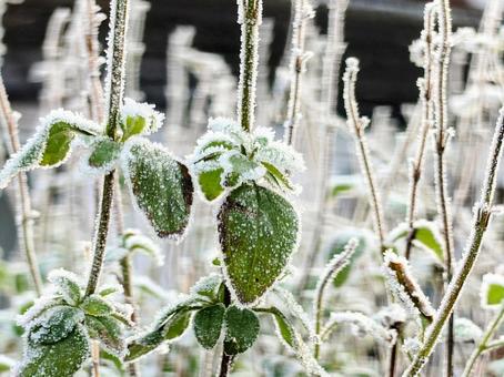 霜の降りた庭の草　アップ　イギリス 霜,冬,寒いの写真素材