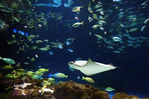サンピアザ水族館の人気者 サンピアザ水族館の人気者の写真