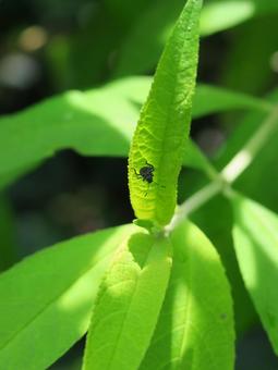 葉の裏に隠れる虫 葉の裏に隠れる虫の写真