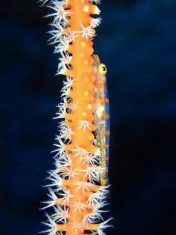 ガラスハゼ ガラスハゼ,ハゼ,ダイビングの写真素材