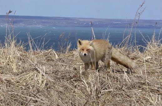 キタキツネ キタキツネの写真