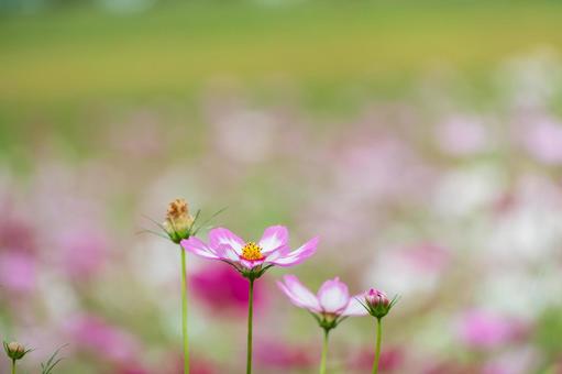 可憐に咲く秋桜のクローズアップ コスモス,花,秋の写真素材