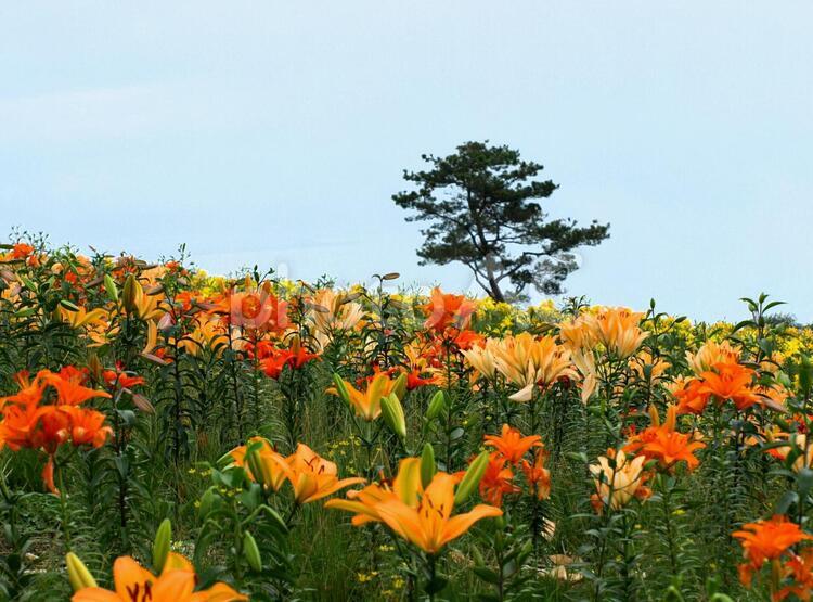 満開の百合の花、雄大な風景 百合,ゆり,ユリの写真素材