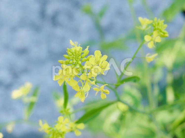 菜の花 菜の花,春,黄色の写真素材