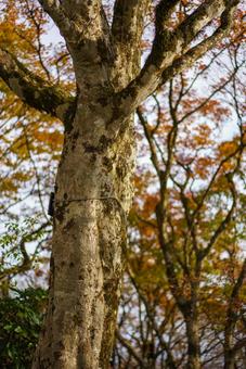 秋色の木立と苔生す幹 木,木の幹,樹木の写真素材