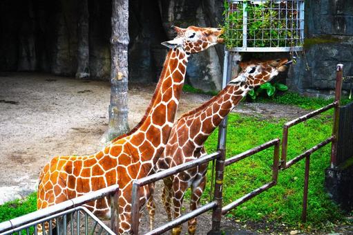 きりん きりん きりん,動物,動物園の写真素材