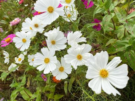 コスモス コスモス,秋,植物の写真素材