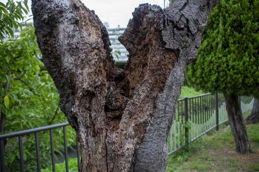 朽ちて空洞化した公園の桜の木の幹 自然,木,風景の写真素材