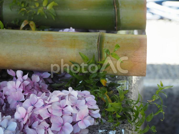 神社　手水舎　紫陽花 紫陽花,手水舎,てみずやの写真素材