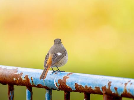 柵にとまるジョウビタキのメス 柵にとまるジョウビタキのメスの写真