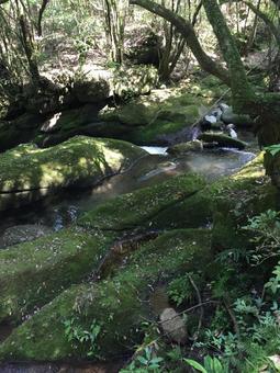 田舎 川 森の中 田舎 川 森の中の写真