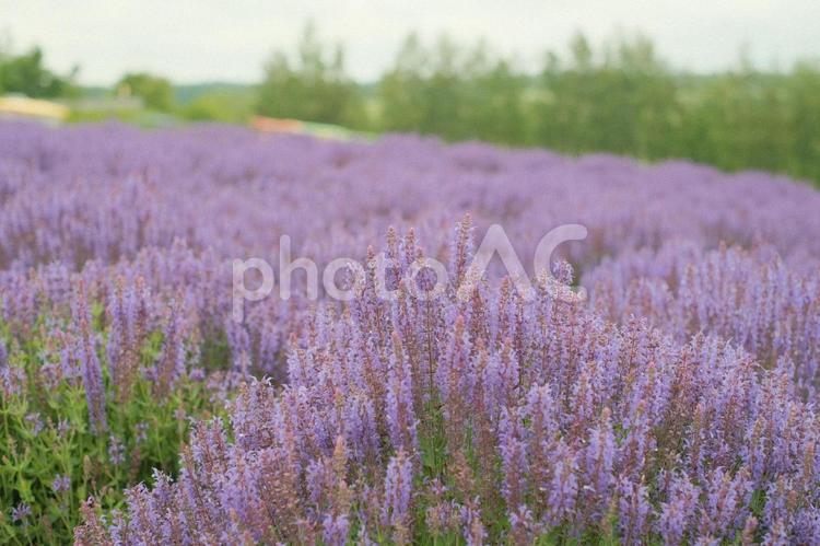サルビアの咲く丘 壁紙,栽培,背景の写真素材