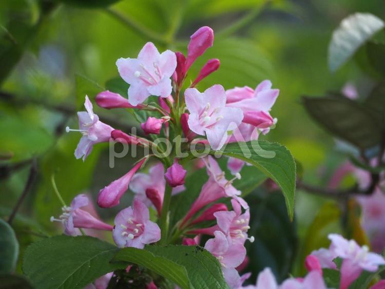 タニウツギ　ピンクの花⑩ タニウツギ,谷空木,満開の写真素材