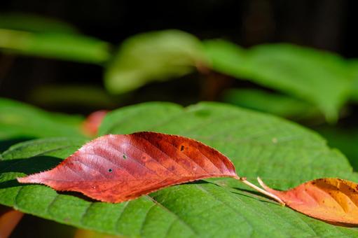 紅葉の落ち葉 紅葉,背景,素材の写真素材