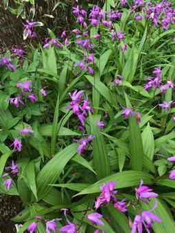 紫色の可愛いお花 紫色の可愛いお花の写真