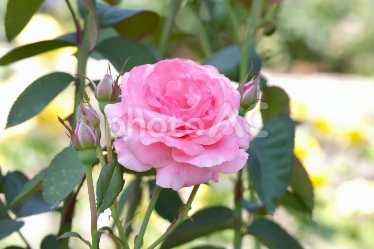 バラの花(クイーンエリザベス・四季咲）2 バラ,花,クイーンエリザベスの写真素材