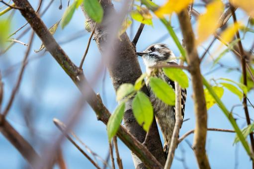コゲラ⑿ 鳥,コゲラ,野鳥の写真素材
