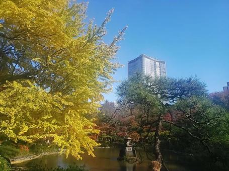 紅葉 紅葉の写真