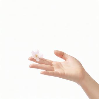 指先に桜の花 手,指先,さくらの写真素材