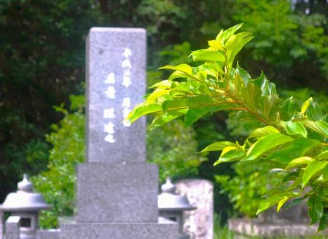 青葉越しの先祖代々(後ボケ) 青葉越しの先祖代々(後ボケ) 墓,木々,樹木の写真素材
