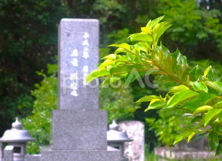 青葉越しの先祖代々（後ボケ） 墓,木々,樹木の写真素材