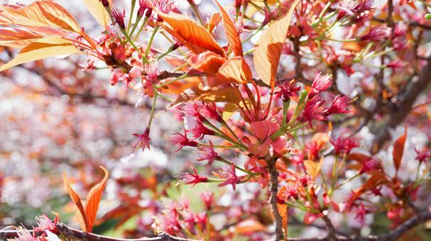咲き乱れる山桜 咲き乱れる山桜の写真