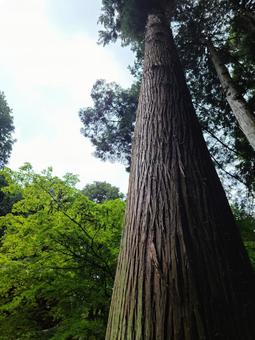 天を貫く巨木 天を貫く巨木 巨木,大木,森の写真素材