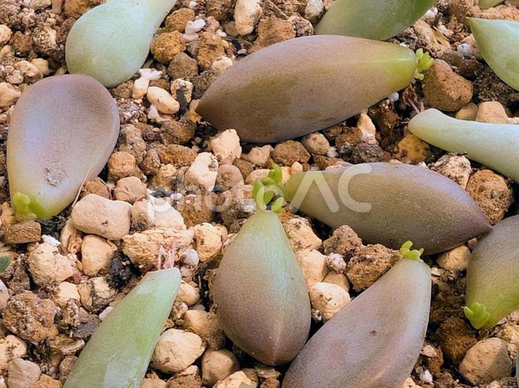 芽を出す多肉植物の葉挿し 葉挿し,多肉植物,多肉の写真素材