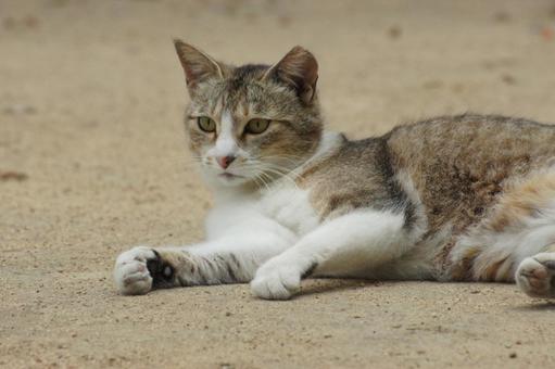 ねこ ねこ のらねこ,にゃんこ,可愛いの写真素材