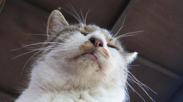 髭が立派なもふもふで可愛い眠り猫 猫,キジシロ,眠り猫の写真素材