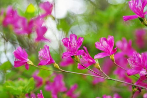 つつじ つつじ,花,植物の写真素材
