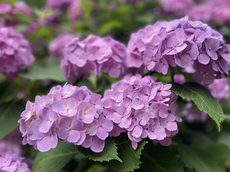 ピンク色のアジサイ(紫陽花) ピンク色のアジサイ(紫陽花) アジサイ,梅雨,ピンク色の写真素材