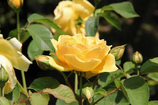 バラ・薔薇 グラハム・トーマス バラ・薔薇 グラハム・トーマスの写真