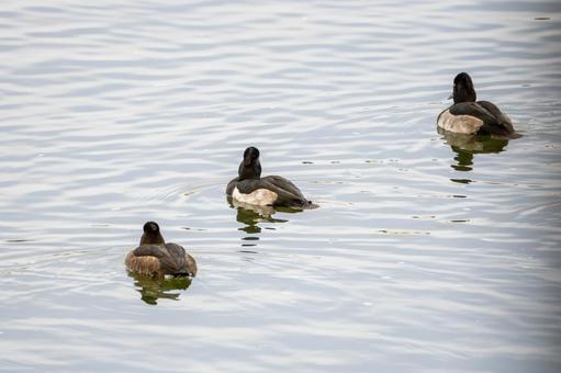 キンクロハジロの群れ⑶ 鳥,野鳥,キンクロハジロの写真素材