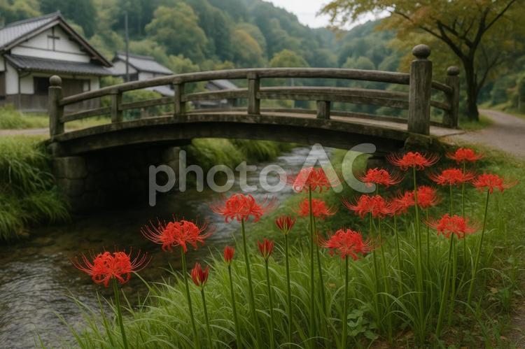橋のたもとに咲く赤い彼岸花 橋,たもと,彼岸花の写真素材