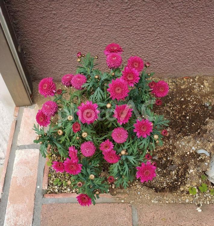 地植えの赤い菊の花 地植え,キク,花の写真素材