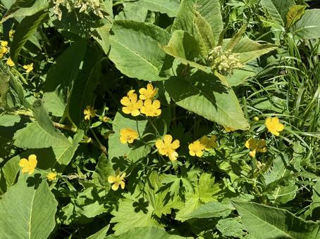 ミヤマキンポウゲ 高山植物 ミヤマキンポウゲ 高山植物 ミヤマキンポウゲ,高山植物,黄色の写真素材