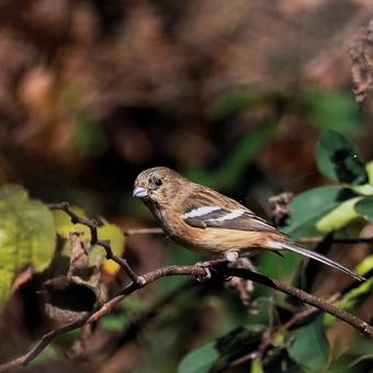 ベニマシコ♀ ベニマシコ♀の写真