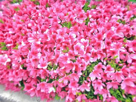 ツツジ-1の写真